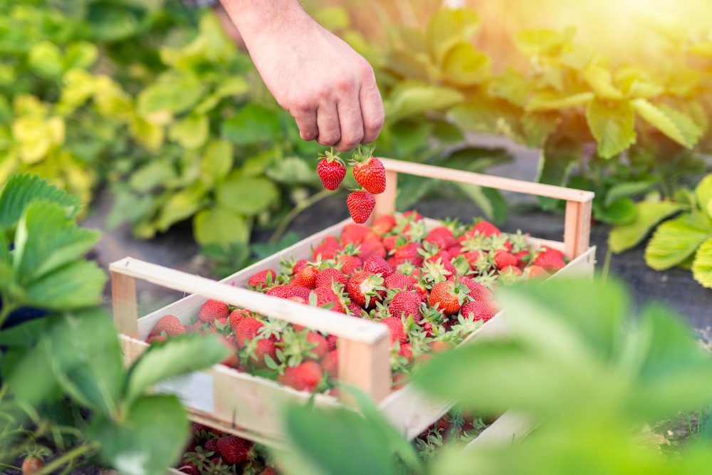 Cómo Cultivar Fresas en Macetas