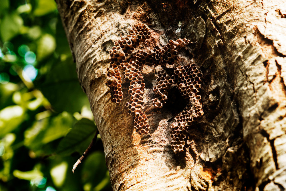 Cómo Hacer un Hotel para Insectos