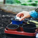 Jardinería Básica: Para Principiantes desde Cero