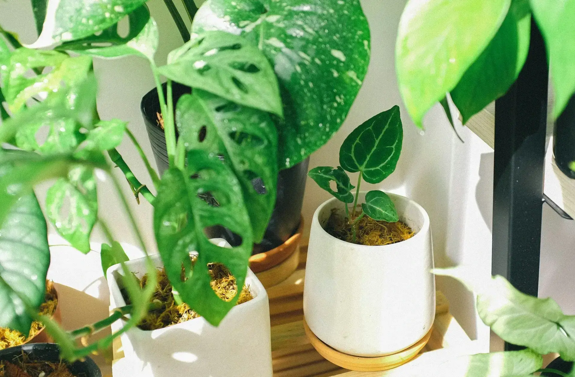 Plantas que Purifican el Aire