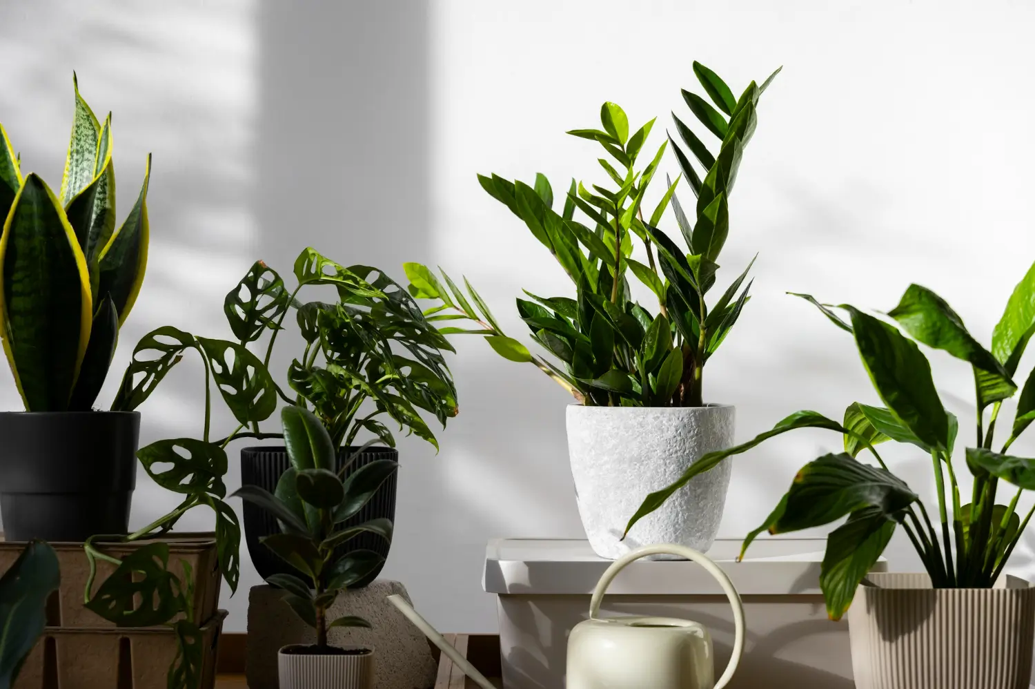 5 Plantas de Interior Imposibles de Matar
